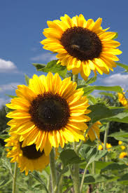 Image result for Sonnenblume