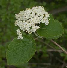 Attēlu rezultāti vaicājumam “Viburnum lantana”