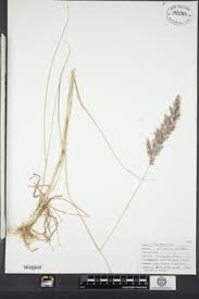 Attēlu rezultāti vaicājumam “Calamagrostis epigeios”