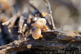 Attēlu rezultāti vaicājumam “Cudoniella clavus”