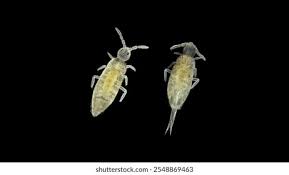 Attēlu rezultāti vaicājumam “Collembola”
