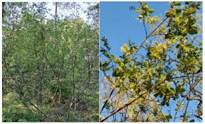 Attēlu rezultāti vaicājumam “Salix aurita bud”