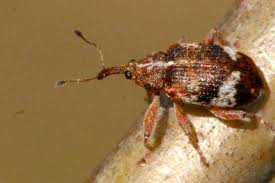 Attēlu rezultāti vaicājumam “Anthonomus phyllocola”