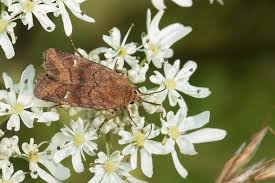 Attēlu rezultāti vaicājumam “Eriopygodes imbecilla”