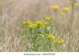 Attēlu rezultāti vaicājumam “Jacobaea vulgaris flower”