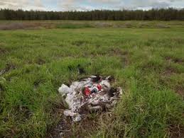 Image result for albatross dead chick