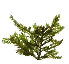 Attēlu rezultāti vaicājumam “Isothecium alopecuroides sporophyte”