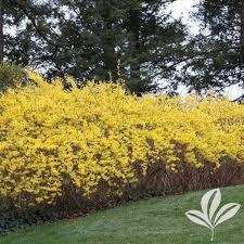 Attēlu rezultāti vaicājumam “Forsythia”