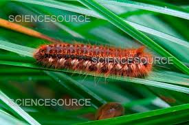 Attēlu rezultāti vaicājumam “Euthrix potatoria larva”