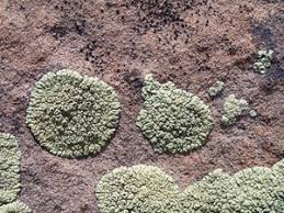 Attēlu rezultāti vaicājumam “Physconia detersa”