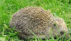 Attēlu rezultāti vaicājumam “Erinaceus sp.”