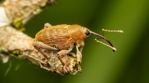 Attēlu rezultāti vaicājumam “Curculionidae”