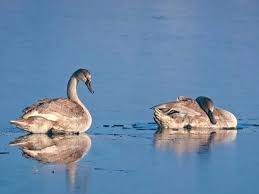 Attēlu rezultāti vaicājumam “Cygnus olor juvenile”