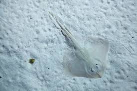 Image result for Raja clavata