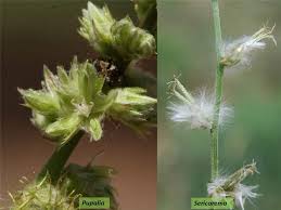 Attēlu rezultāti vaicājumam “Amaranthaceae”
