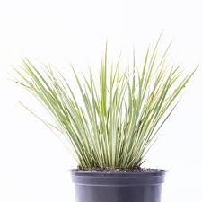 Attēlu rezultāti vaicājumam “Cychramus variegatus”