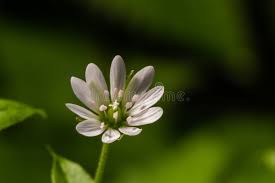 Attēlu rezultāti vaicājumam “Myosoton aquaticum flower”