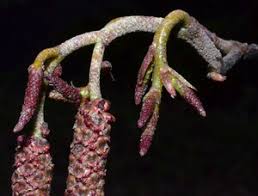 Attēlu rezultāti vaicājumam “Alnus incana female flower”