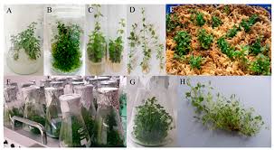 Attēlu rezultāti vaicājumam “Linnaea borealis fruit”