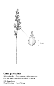 Attēlu rezultāti vaicājumam “Carex paniculata”