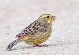 Attēlu rezultāti vaicājumam “Emberiza citrinella juvenile”