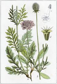 Image result for Scabiosa columbaria