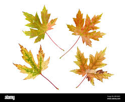 Attēlu rezultāti vaicājumam “Acer saccharinum leaf”