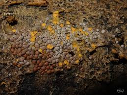 Attēlu rezultāti vaicājumam “Perichaena corticalis macro”