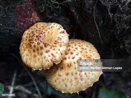 Attēlu rezultāti vaicājumam “Hydnellum ferrugineum”