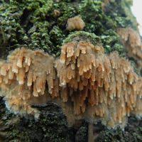 Attēlu rezultāti vaicājumam “Radulomyces confluens”