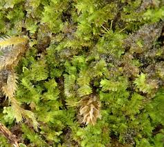 Attēlu rezultāti vaicājumam “Lophozia longidens”