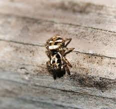 Attēlu rezultāti vaicājumam “Salticus scenicus”