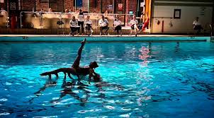 Image result for Rykneld Sharley Park Swimming Club