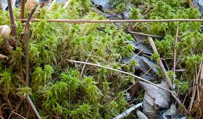 Attēlu rezultāti vaicājumam “Sphagnum girgensohnii”