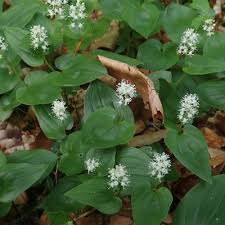 Attēlu rezultāti vaicājumam “Maianthemum bifolium”