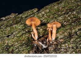 Attēlu rezultāti vaicājumam “Amaurochaete atra young”