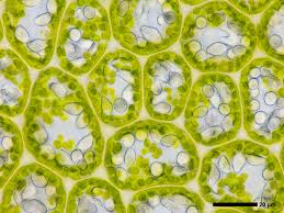 Attēlu rezultāti vaicājumam “Leiocolea rutheana cells”