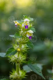 Attēlu rezultāti vaicājumam “Galeopsis speciosa”