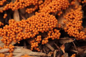 Attēlu rezultāti vaicājumam “Leocarpus sp.”