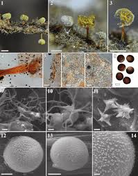 Attēlu rezultāti vaicājumam “Didymium nigripes stalked”
