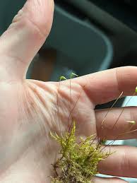 Attēlu rezultāti vaicājumam “Bryoerythrophyllum recurvirostrum”