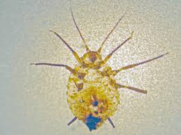 Attēlu rezultāti vaicājumam “Aphis jacobaeae”