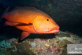 Image result for Lutjanus campechanus