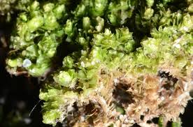 Attēlu rezultāti vaicājumam “Lophozia ventricosa”