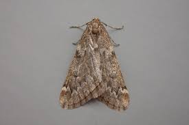 Attēlu rezultāti vaicājumam “Alsophila aescularia”