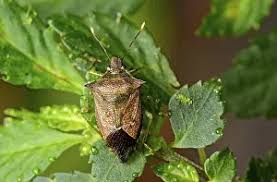 Attēlu rezultāti vaicājumam “Troilus luridus”