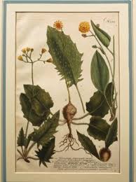 Attēlu rezultāti vaicājumam “Hieracium murorum flower”