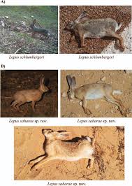 Attēlu rezultāti vaicājumam “Lepus sp.”