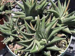 Image result for Haworthia