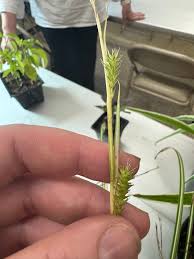 Attēlu rezultāti vaicājumam “Carex lepidocarpa fruit”